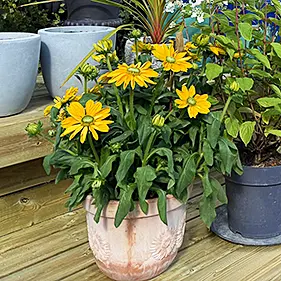 Krukväxter och plantor i Åsa